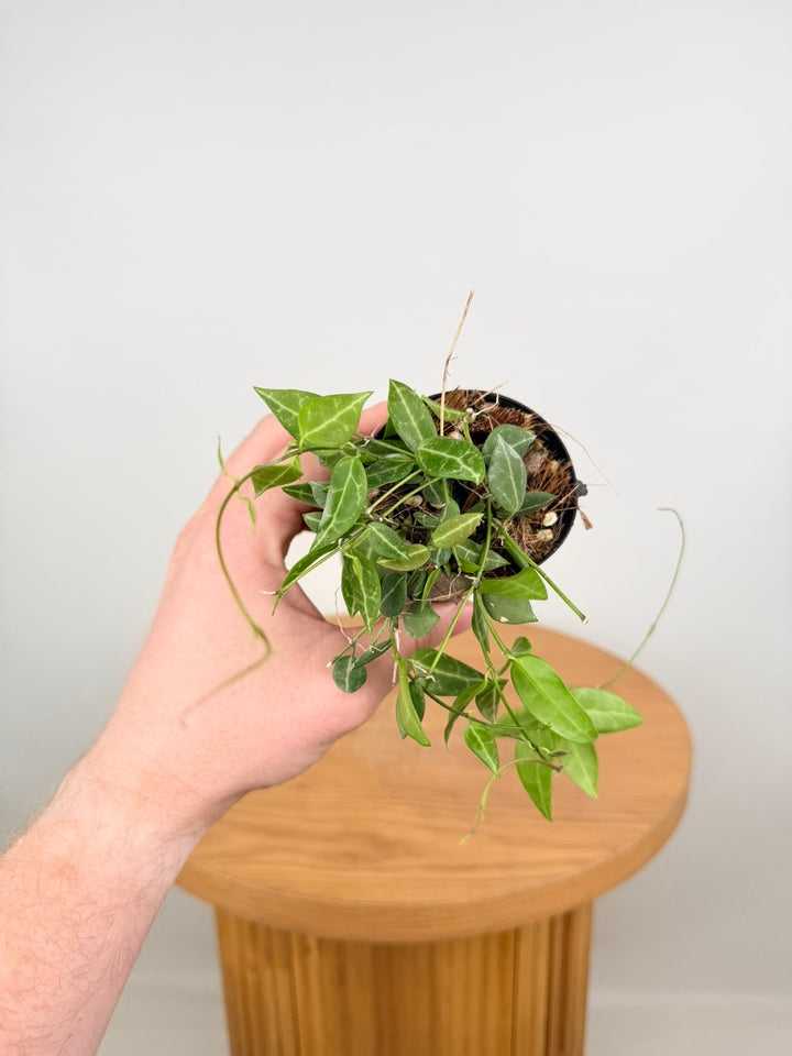 Dischidia Ovata - Round Leaf Form