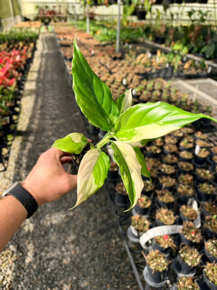 Handpicked #71 - Aglaonema Modestum Variegata