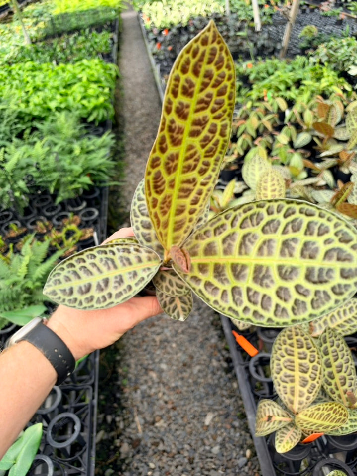 Handpicked #99 - Labisia Beccarii - Turtleback