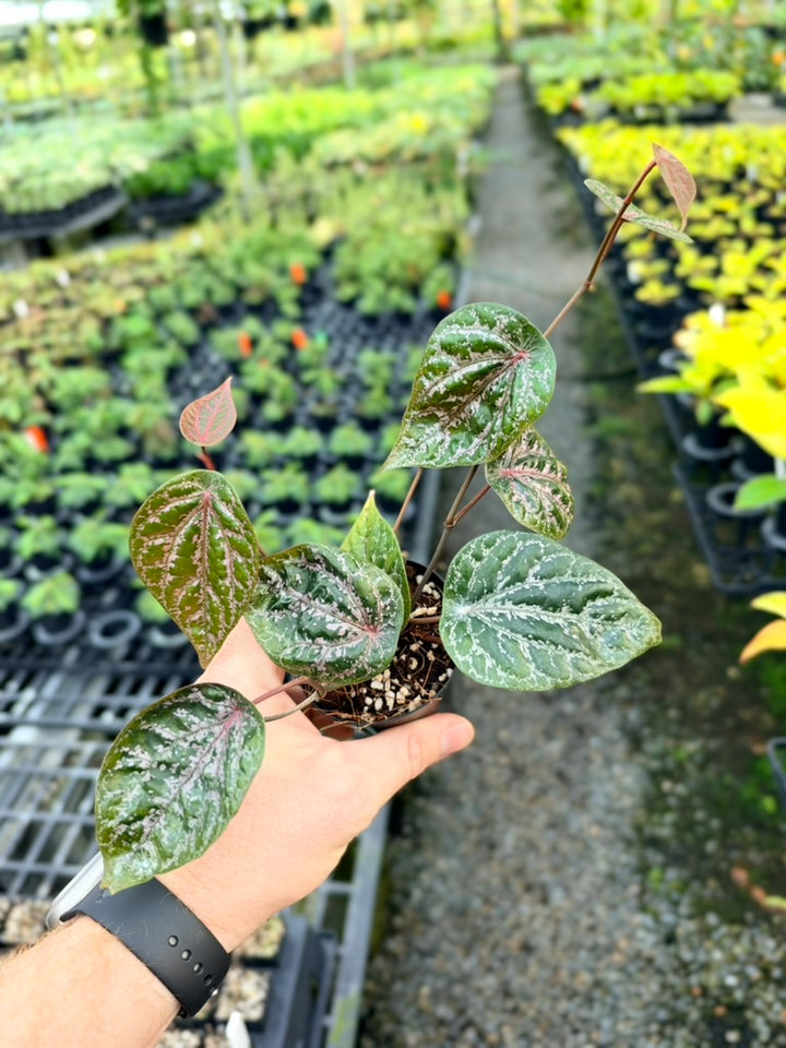 Piper Crocatum