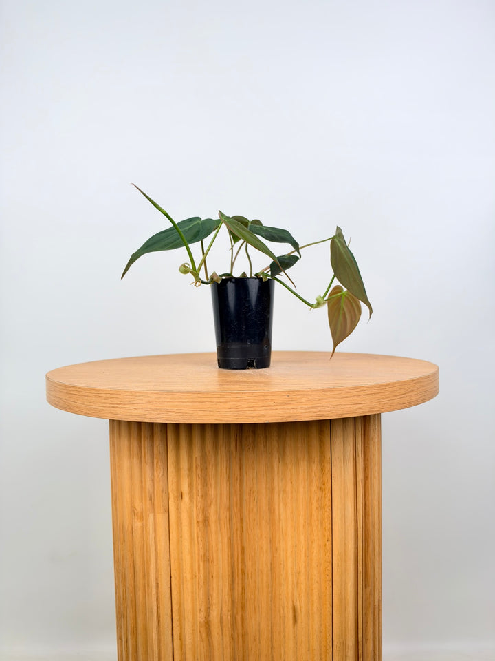 Philodendron Hederaceum - Micans