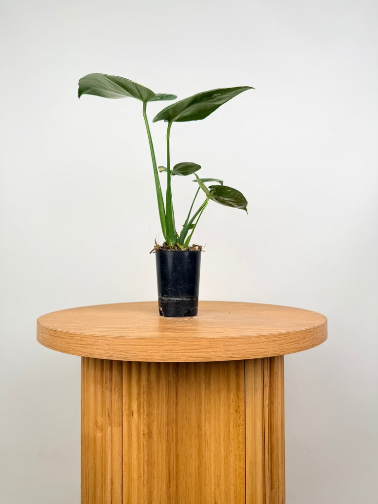 Monstera Deliciosa - Thai Constellation - Random Selection - Imperfect Foliage