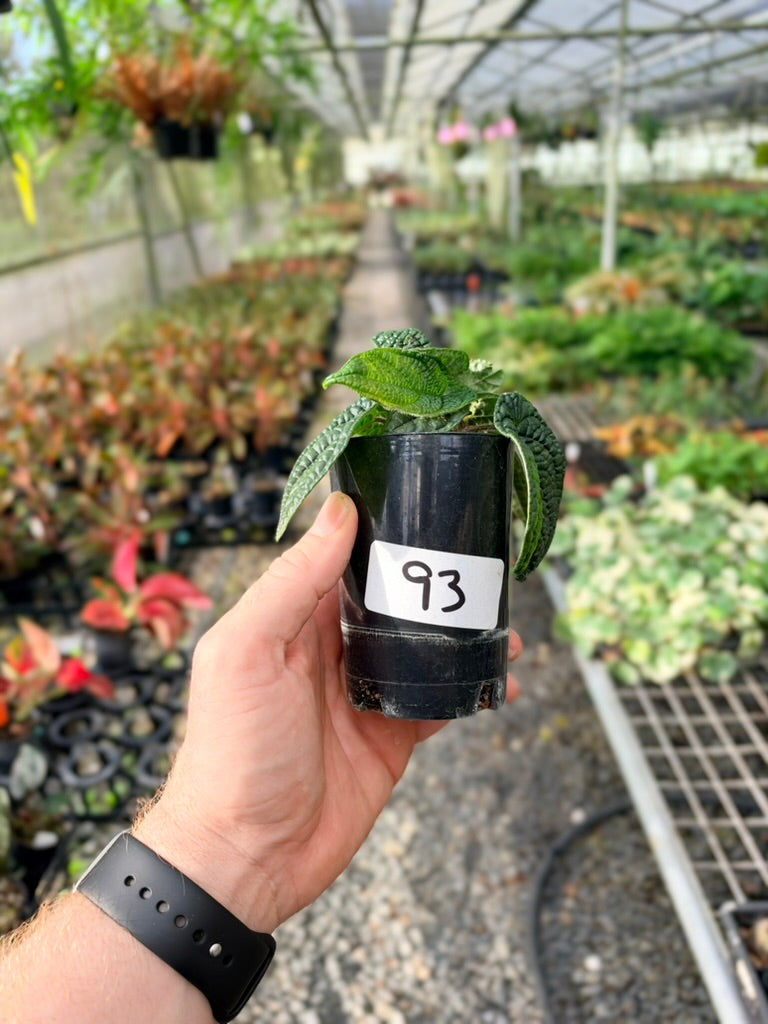 Handpicked #93 - Piper Parmatum