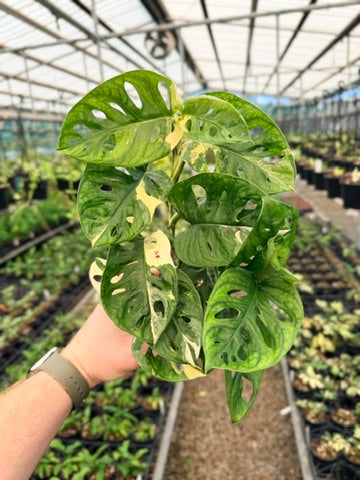 Handpicked #121 - Monstera Adansonii - Monkey Mask - Variegated Albo - Double Planted