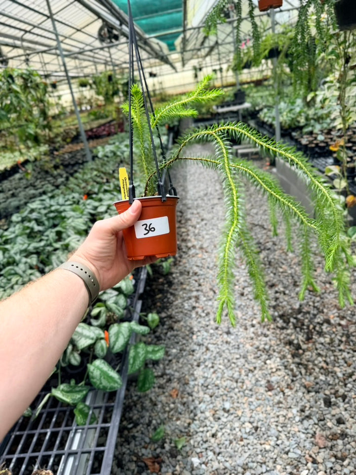 Handpicked #36 - Phlegmariurus squarrosus [Huperzia Squarrosa] - QLD Fine Rock Tassel Fern