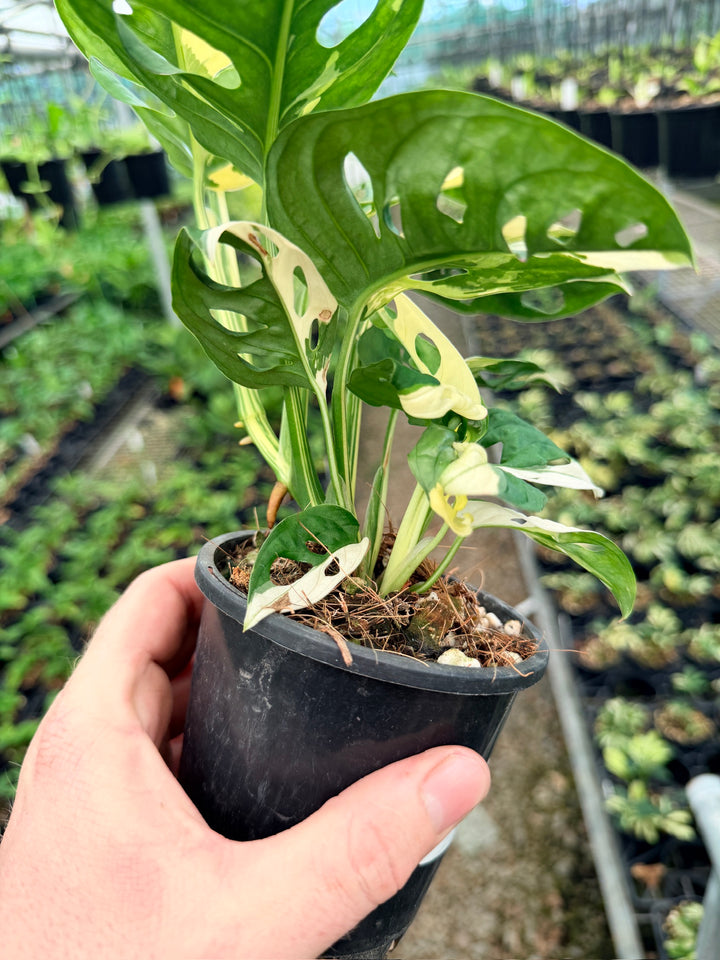 Handpicked #127 - Monstera Adansonii - Monkey Mask - Variegated Albo - Double Planted