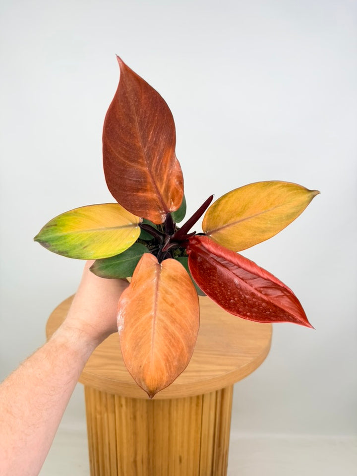 Philodendron Erubescens - Mccolley's Finale