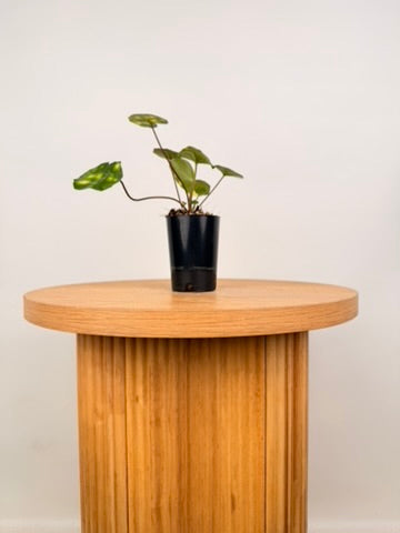 Farfugium Japonicum - Aureomaculatum