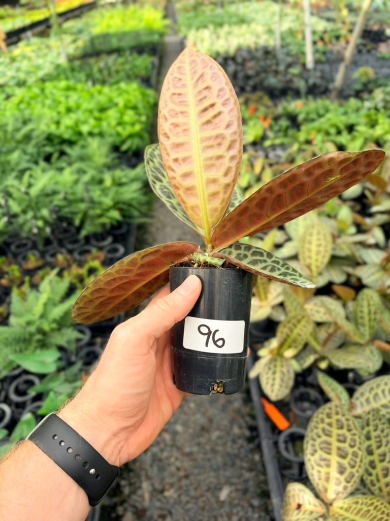 Handpicked #96 - Labisia Beccarii - Turtleback