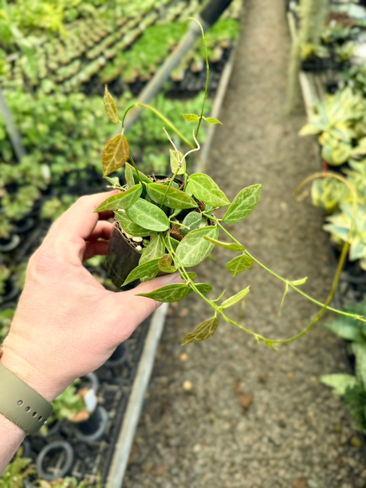 Dischidia Ovata - Large Leaf Form