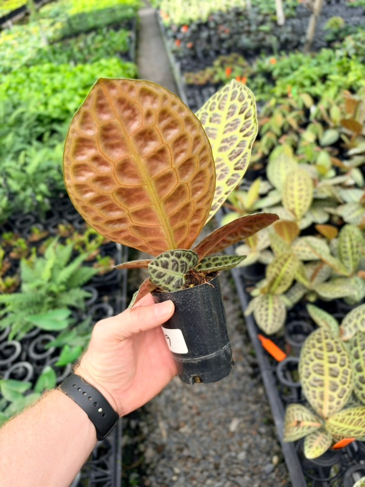 Handpicked #99 - Labisia Beccarii - Turtleback