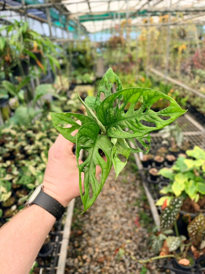 Monstera Adansonii Monkey Mask - Green form