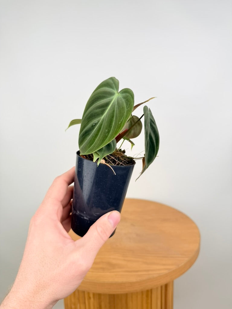 Philodendron Rubrijuvenile - El Choco Red