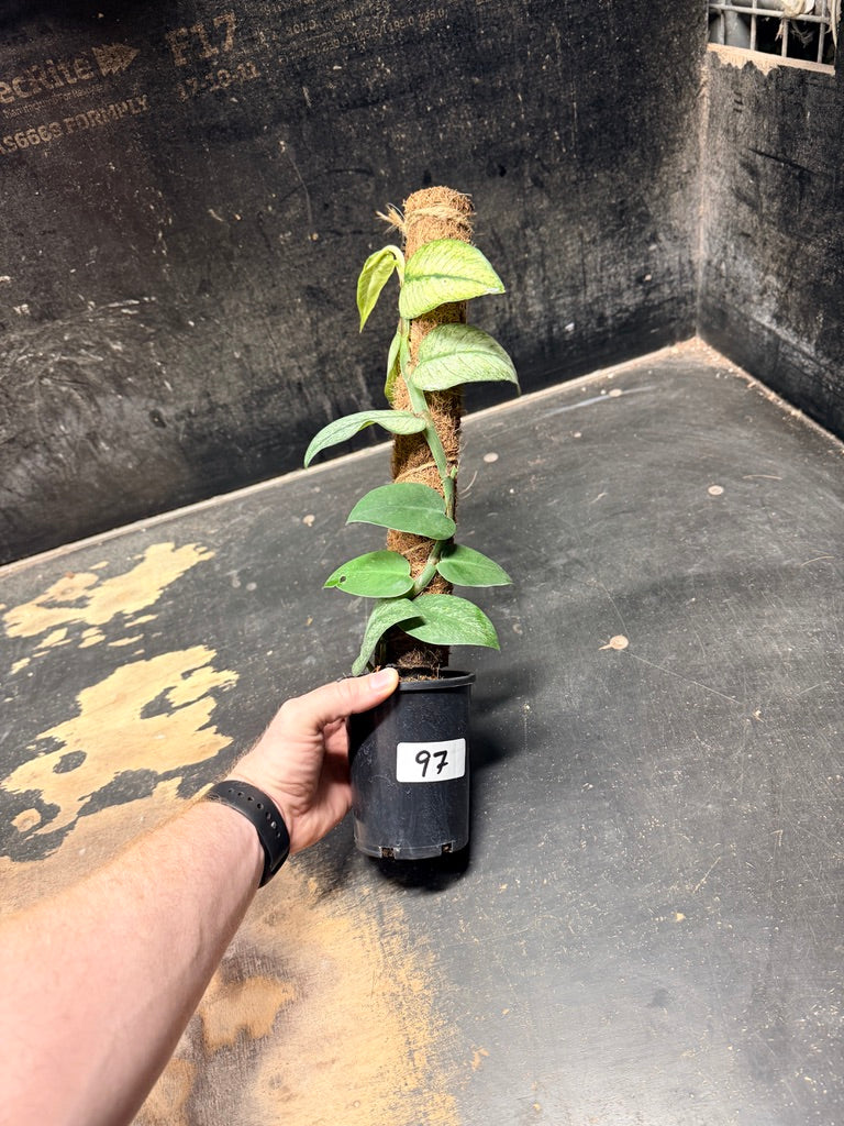 Handpicked #97 - Rhaphidophora Hongkongensis Mint Totem - 100mm Pot