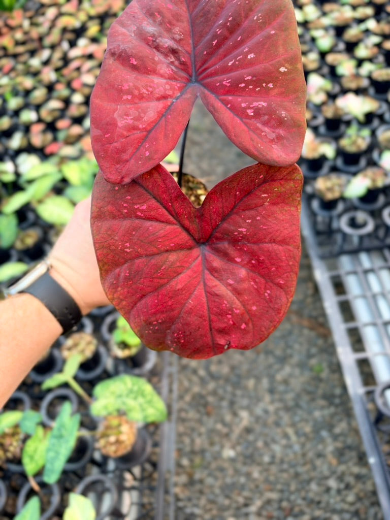 Handpicked #90 - Caladium Bicolor - NOID