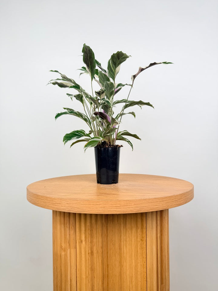 Goeppertia [Calathea] Lietzei - White Fusion