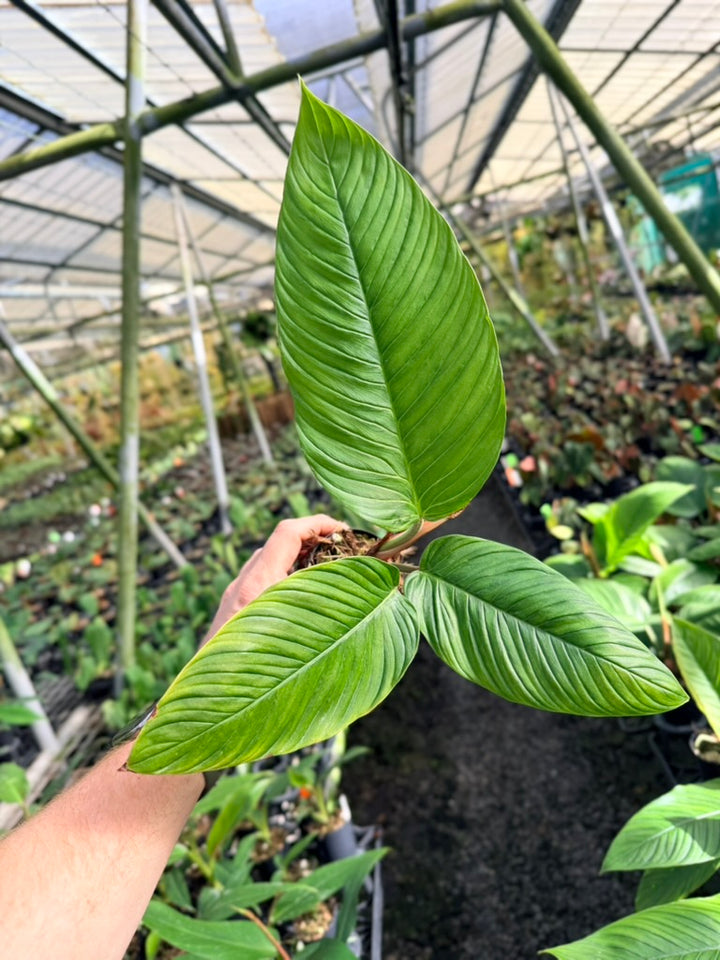 Philodendron Rugapetiolatum