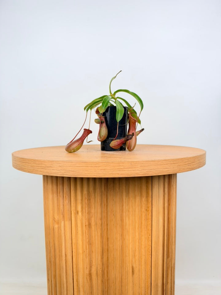 Nepenthes Alata