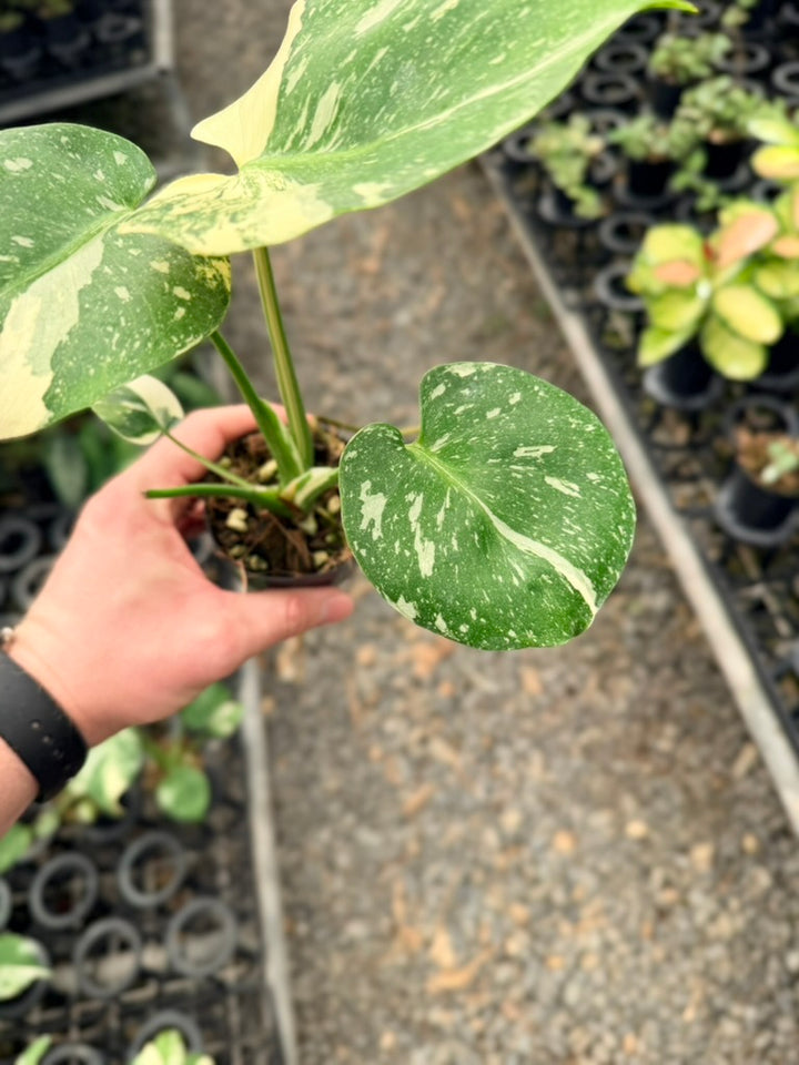 Handpicked #52 - Monstera Deliciosa - Thai Constellation