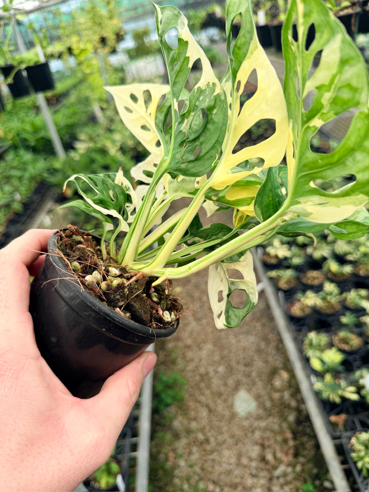Handpicked #126 - Monstera Adansonii - Monkey Mask - Variegated Albo - Double Planted