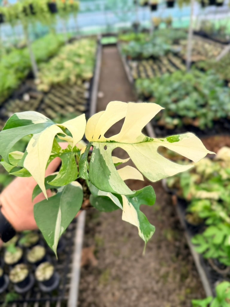 Handpicked #11 - Rhaphidophora Tetrasperma Variegata Albo