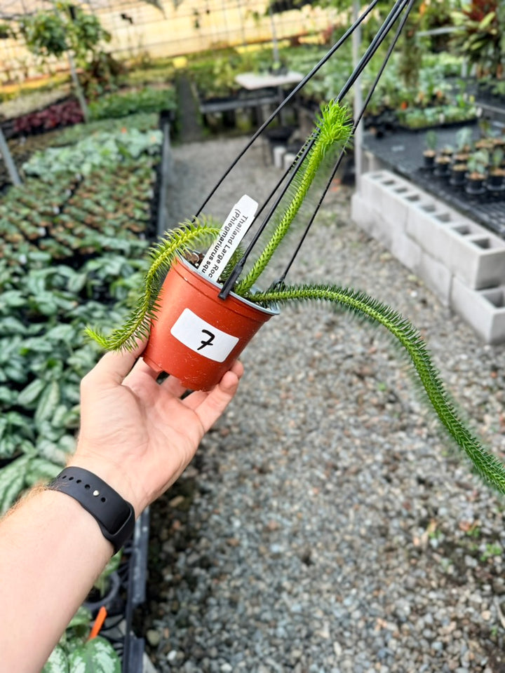 Handpicked #7 - Phlegmariurus squarrosus [Huperzia Squarrosa] - Thailand Large Rock Tassel Fern