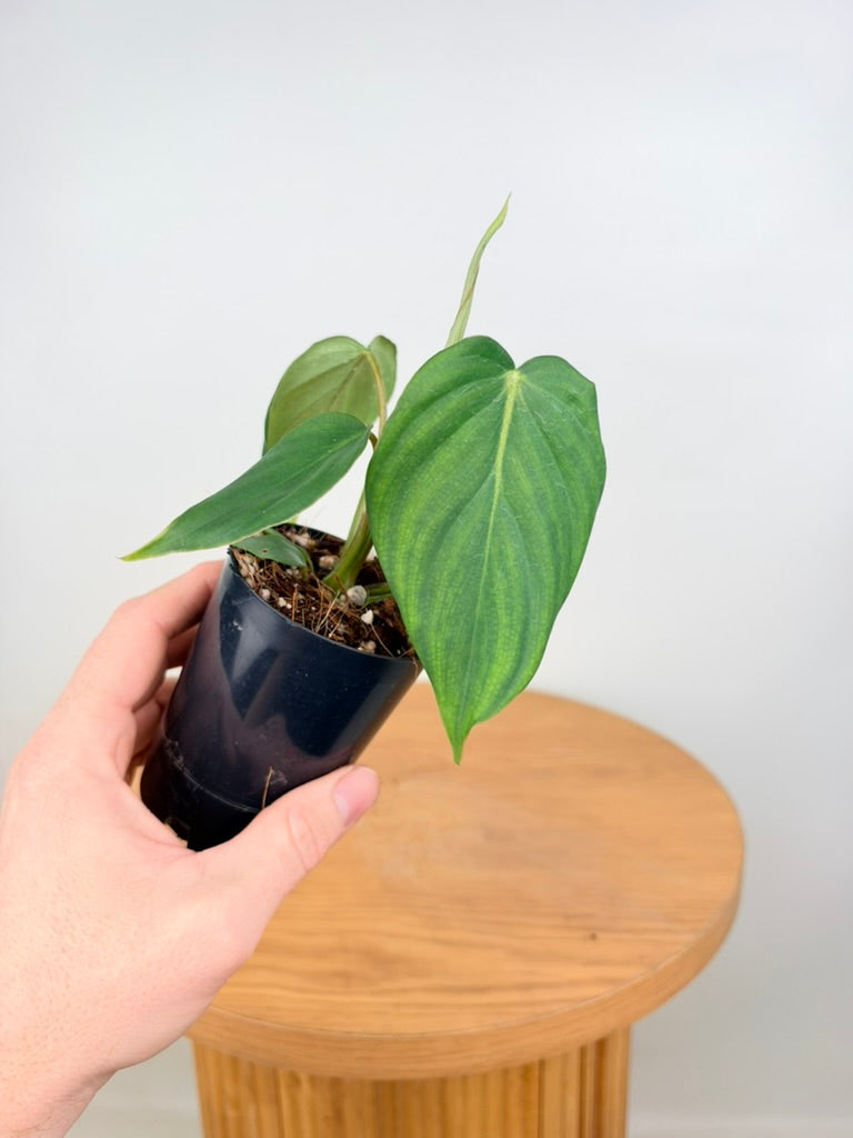 Philodendron Gloriosum X Pastazanum - Dean McDowell