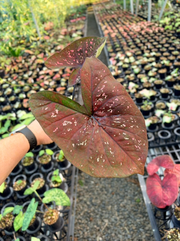 Handpicked #89 - Caladium Bicolor - NOID