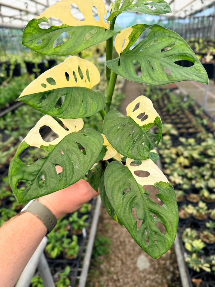 Handpicked #122 - Monstera Adansonii - Monkey Mask - Variegated Albo - Double Planted