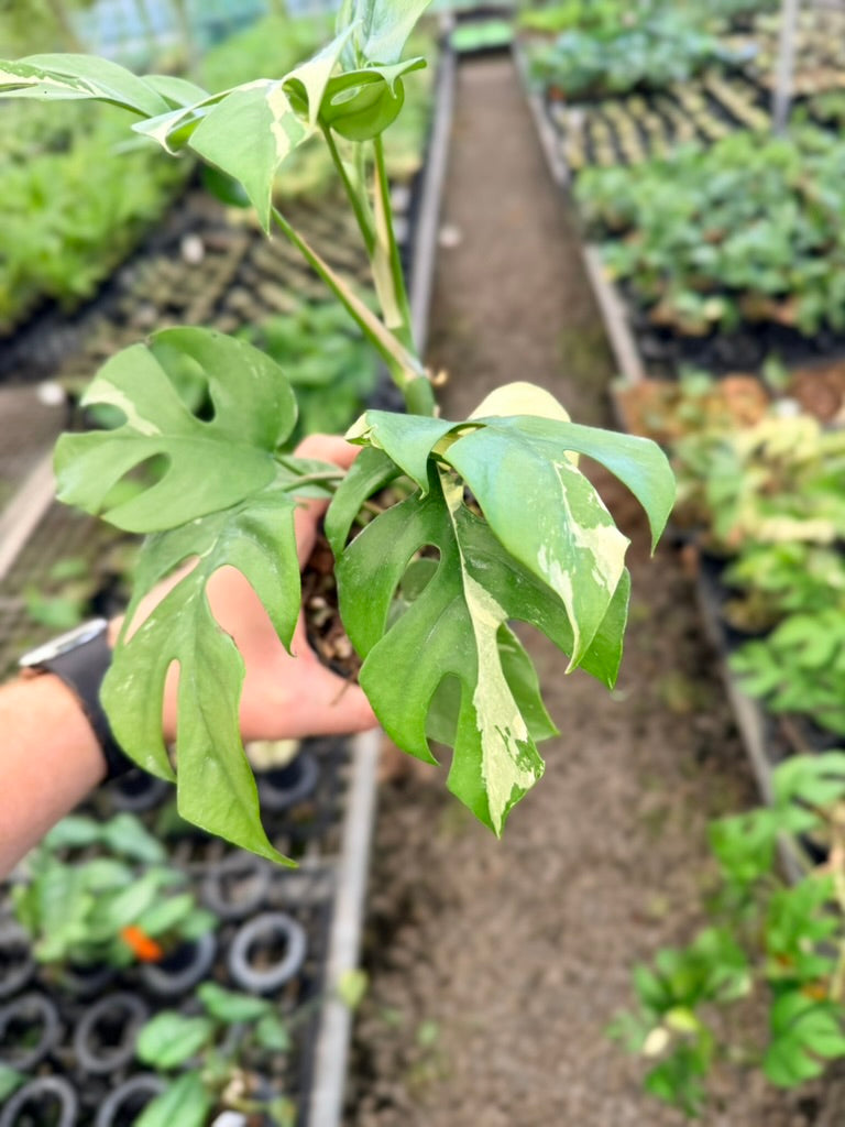 Handpicked #15 - Rhaphidophora Tetrasperma Variegata Albo