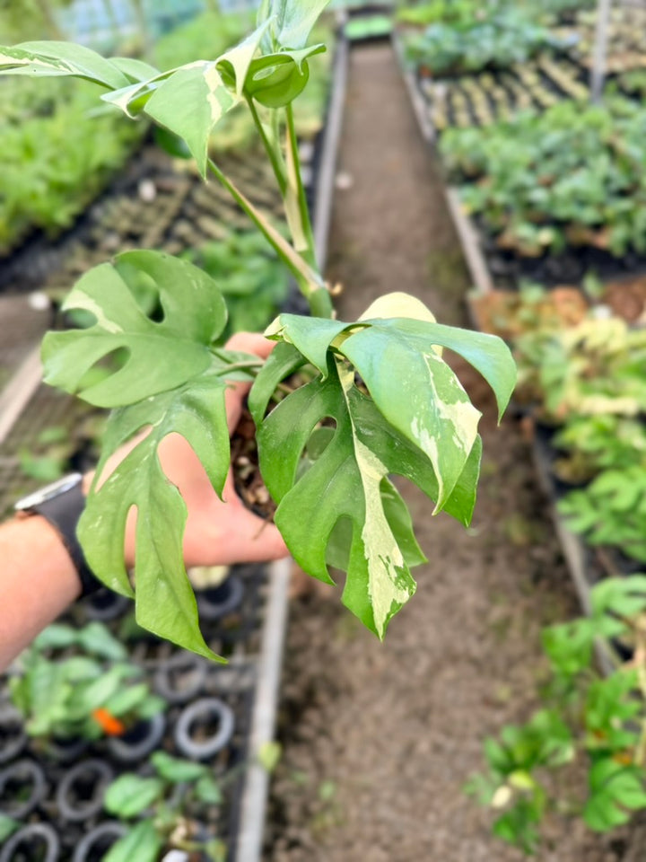 Handpicked #15 - Rhaphidophora Tetrasperma Variegata Albo