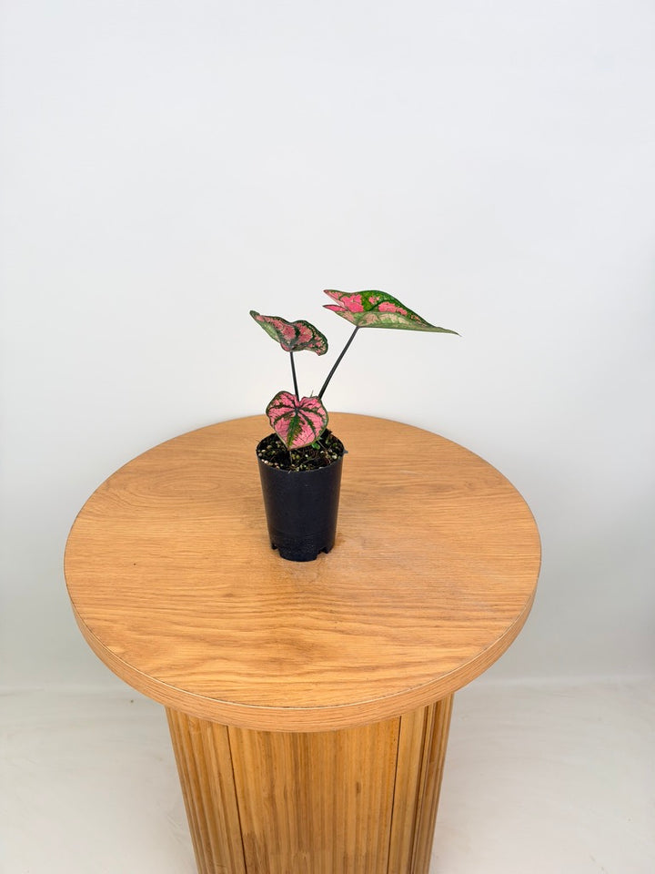 Caladium Bicolor - Purple Light