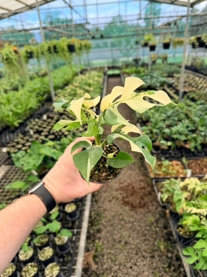 Handpicked #11 - Rhaphidophora Tetrasperma Variegata Albo