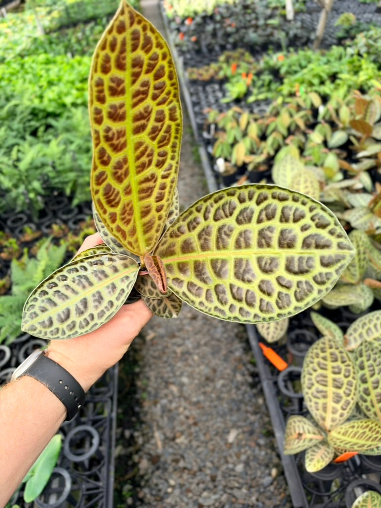 Handpicked #99 - Labisia Beccarii - Turtleback