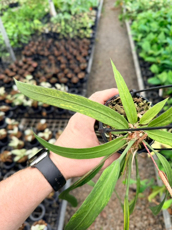 Handpicked #16 - Anthurium Vittariifolium Variegata