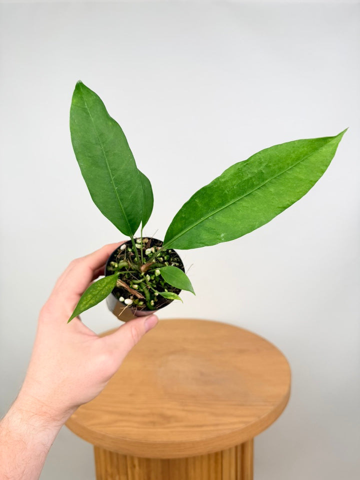 Anthurium Gracile