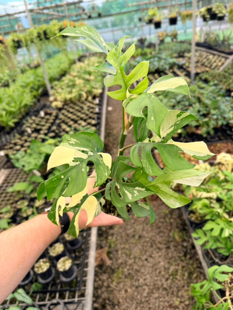 Handpicked #13 - Rhaphidophora Tetrasperma Variegata Albo