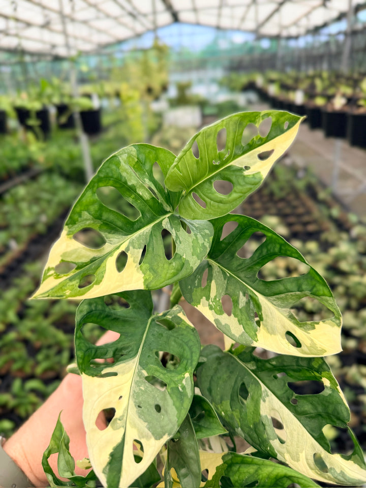 Handpicked #123 - Monstera Adansonii - Monkey Mask - Variegated Albo - Double Planted