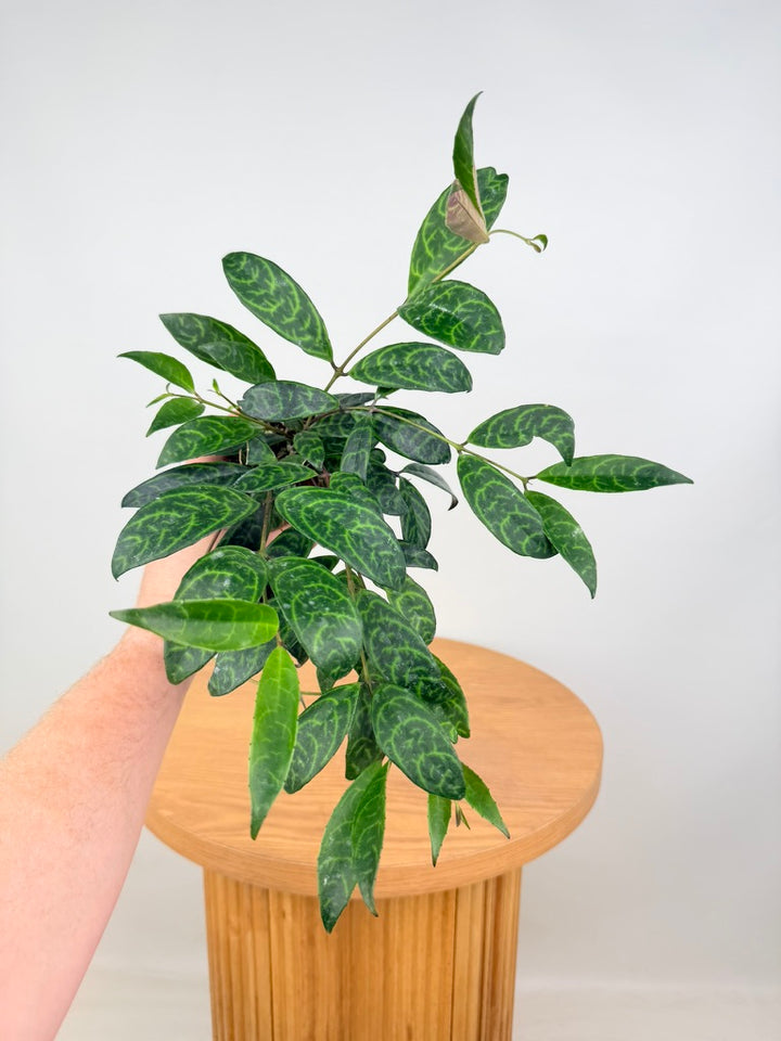 Aeschynanthus Longicaulis - Black Pagoda - Lipstick Plant