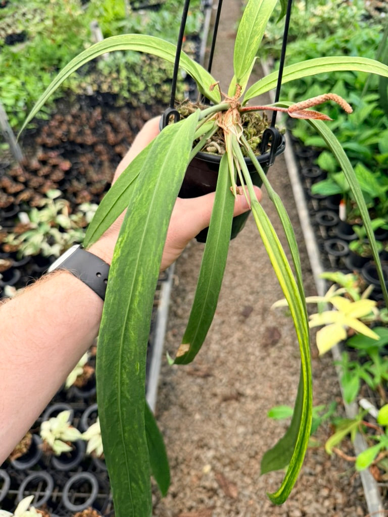 Handpicked #16 - Anthurium Vittariifolium Variegata