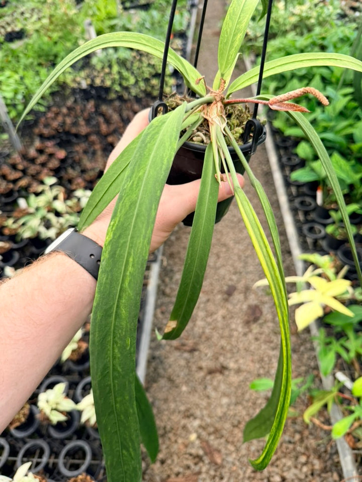 Handpicked #16 - Anthurium Vittariifolium Variegata