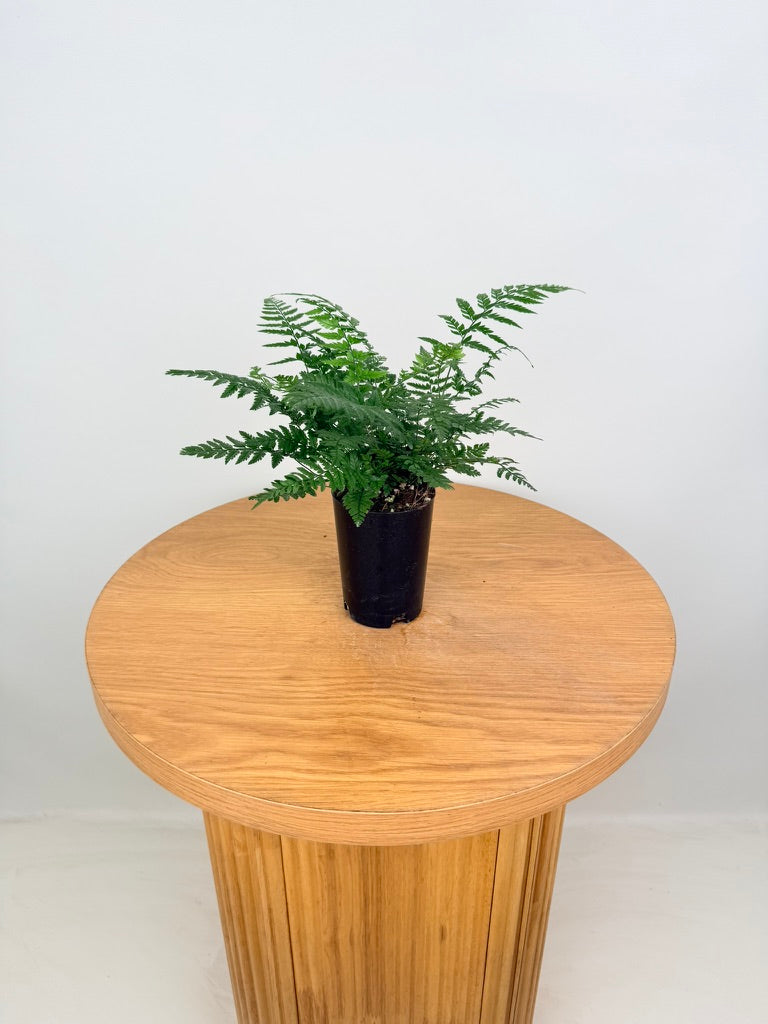 Polystichum Tsussimense - Korean Rock Fern