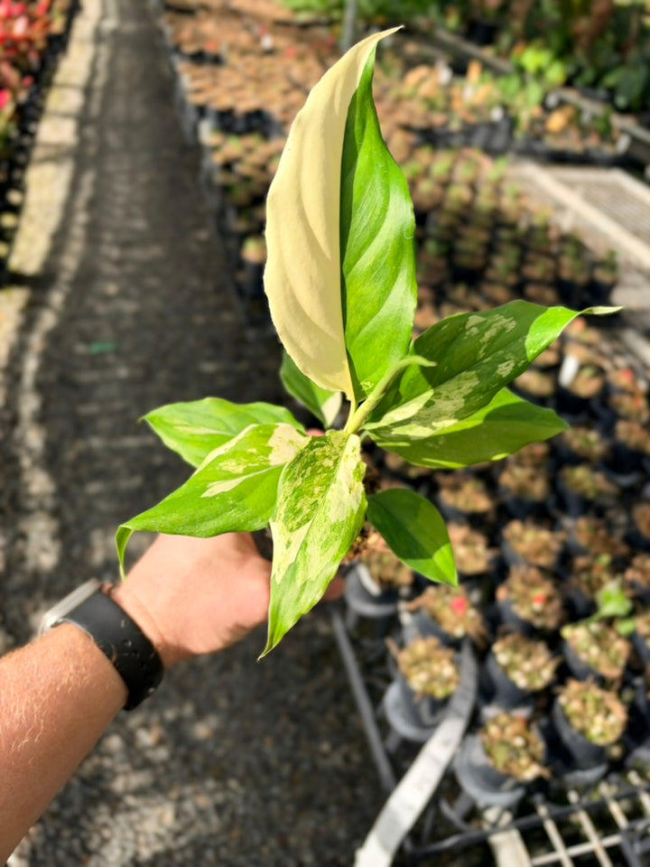 Handpicked #74 - Aglaonema Modestum Variegata