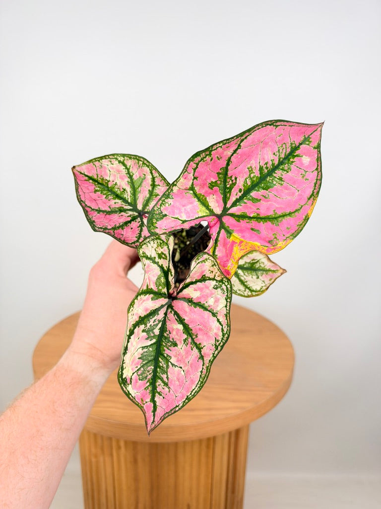 Caladium Bicolor - Purple Light