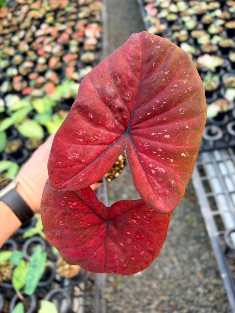 Handpicked #90 - Caladium Bicolor - NOID