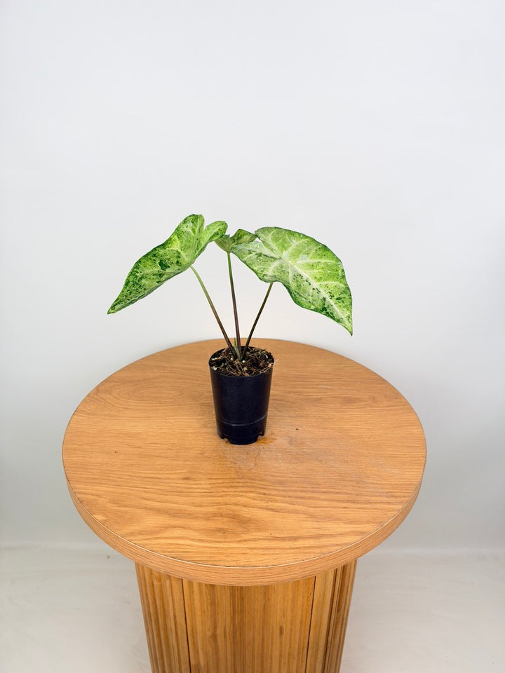 Caladium Bicolor - Frog in a Blender