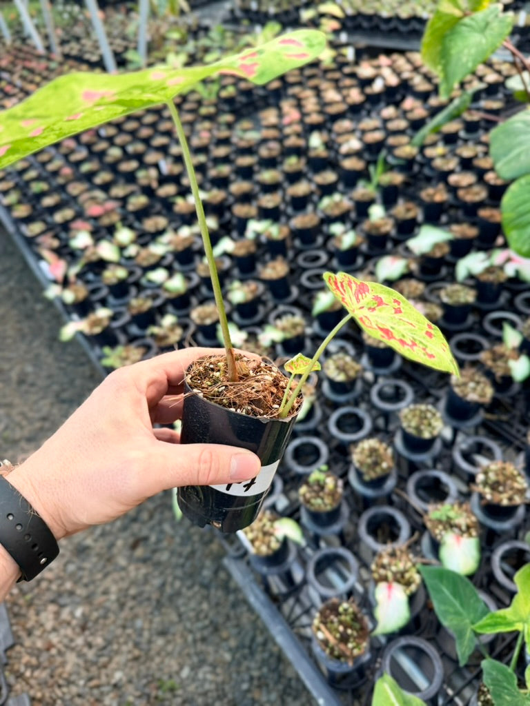 Handpicked #47 - Caladium Bicolor - Raspberry Moon