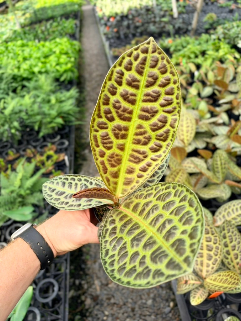 Handpicked #99 - Labisia Beccarii - Turtleback
