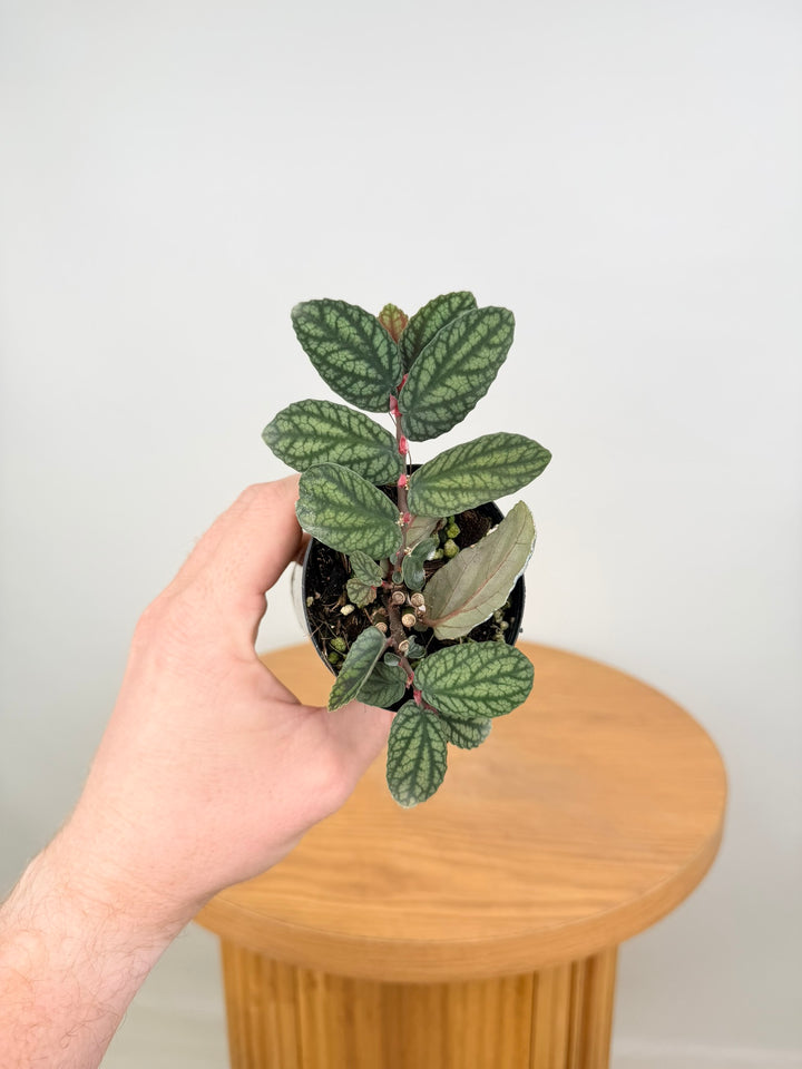 Pellionia Repens Var. Pulchra