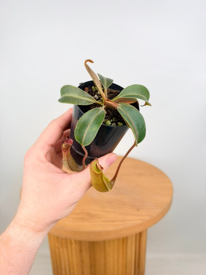 Nepenthes Veitchii